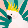 Parrots Parrots